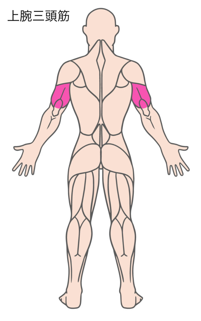 マニュアルレジスタンスアームカールで鍛えることができる上腕三頭筋