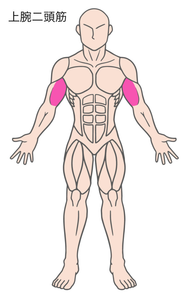 マニュアルレジスタンスアームカールで鍛えることができる上腕二頭筋